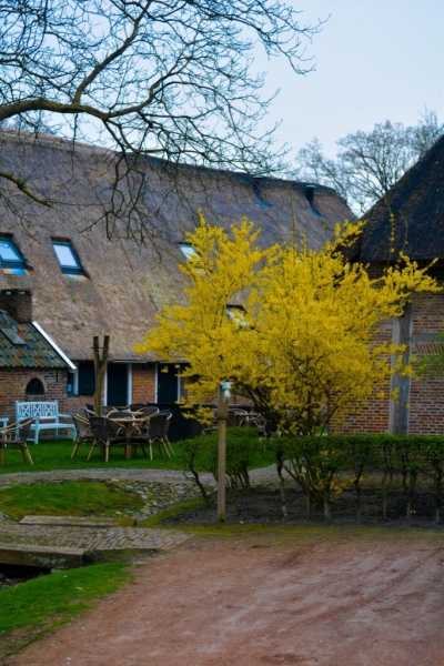 parks ar dzeltanlapu koku